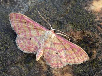 Idaea rhodogrammaria Png. adulte - ©Daniel Morel