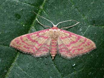 Idaea rhodogrammaria Png. adulte - Philippe Mothiron