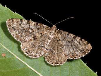 Deileptenia ribeata Cl. adulte - Philippe Mothiron