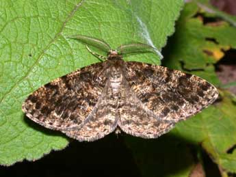 Deileptenia ribeata Cl. adulte - Philippe Mothiron