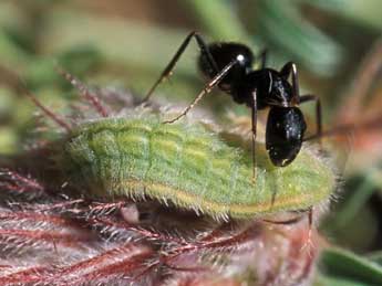  Chenille de Polyommatus ripartii Frr - Tristan Lafranchis