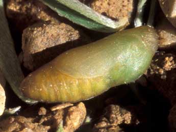  Chrysalide de Polyommatus ripartii Frr - ©Tristan Lafranchis