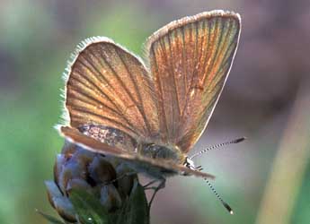 Polyommatus ripartii Frr adulte - Tristan Lafranchis