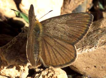 Polyommatus ripartii Frr adulte - ©Tristan Lafranchis