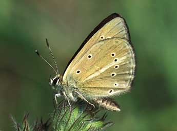 Polyommatus ripartii Frr adulte - Tristan Lafranchis