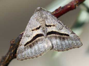 Digrammia rippertaria Dup. adulte - ©Daniel Morel