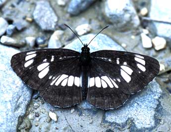 Neptis rivularis Scop. adulte - ©Tristan Lafranchis