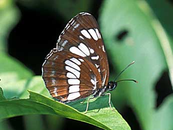 Neptis rivularis Scop. adulte - Tristan Lafranchis