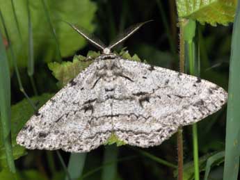 Hypomecis roboraria D. & S. adulte - Philippe Mothiron