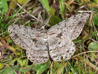 Hypomecis roboraria D. & S. adulte - Philippe Mothiron