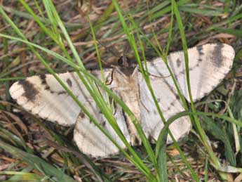 Hypomecis roboraria D. & S. adulte - Philippe Mothiron