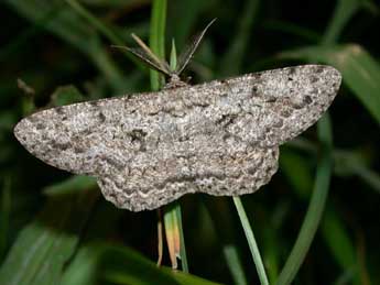 Hypomecis roboraria D. & S. adulte - Philippe Mothiron