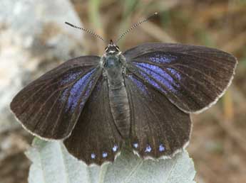 Laeosopis roboris Esp. adulte - ©Daniel Morel