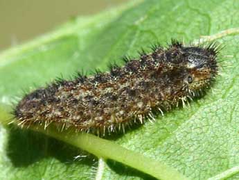  Chenille de Laeosopis roboris Esp. - Eric Sylvestre