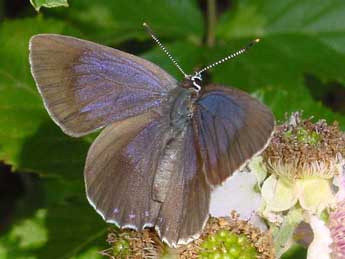 Laeosopis roboris Esp. adulte - Eric Sylvestre