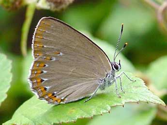 Laeosopis roboris Esp. adulte - ©Eric Sylvestre