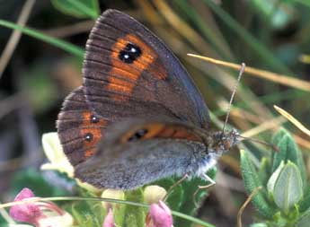 Erebia rondoui Obth. adulte - Tristan Lafranchis