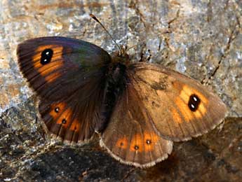 Erebia rondoui Obth. adulte - ©Daniel Morel