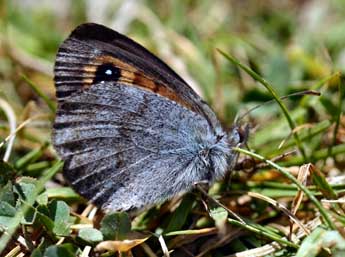 Erebia rondoui Obth. adulte - ©Daniel Morel