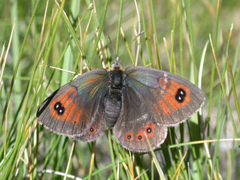 Erebia rondoui Obth. adulte - Philippe Mothiron