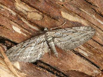 Eupithecia rosmarinata Mill. adulte - ©Daniel Morel