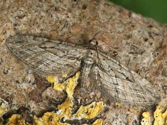 Eupithecia rosmarinata Mill. adulte - ©Daniel Morel