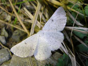 Dyscia royaria Tautel & Billi adulte - ©Antoine Levque