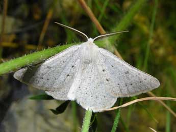 Dyscia royaria Tautel & Billi adulte - ©Antoine Levque