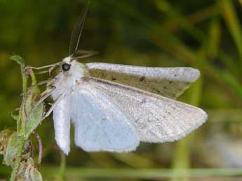 Dyscia royaria Tautel & Billi adulte - ©Antoine Lvque