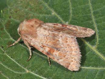 Luperina rubella Dup. adulte - Philippe Mothiron