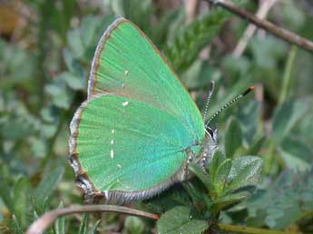 Callophrys rubi L. adulte - Philippe Mothiron