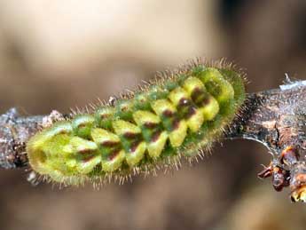  Chenille de Callophrys rubi L. - ©Daniel Morel