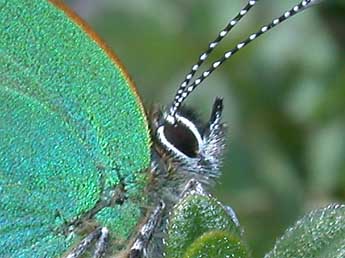 Callophrys rubi L. adulte - ©Philippe Mothiron