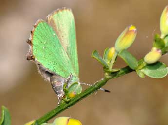 Callophrys rubi L. adulte - ©Philippe Mothiron