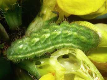  Chenille de Callophrys rubi L. - ©Philippe Mothiron