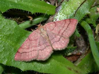 Scopula rubiginata Hfn. adulte - ©Philippe Mothiron