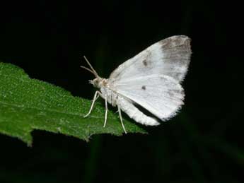 Plemyria rubiginata D. & S. adulte - Philippe Mothiron