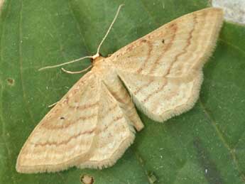 Idaea rufaria Hb. adulte - ©Daniel Morel