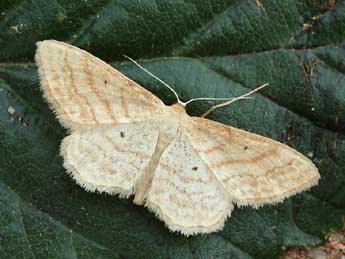 Idaea rufaria Hb. adulte - ©Daniel Morel