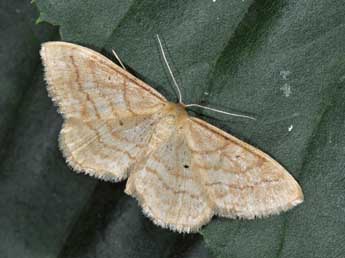 Idaea rufaria Hb. adulte - ©Philippe Mothiron