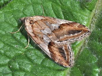 Chesias rufata F. adulte - Philippe Mothiron