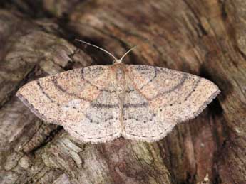 Cyclophora ruficiliaria H.-S. adulte - ©Samuel Ducept