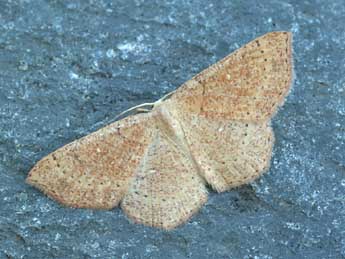 Cyclophora ruficiliaria H.-S. adulte - Daniel Morel