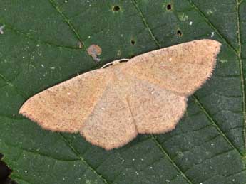 Cyclophora ruficiliaria H.-S. adulte - ©Philippe Mothiron