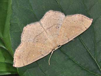 Cyclophora ruficiliaria H.-S. adulte - ©Philippe Mothiron