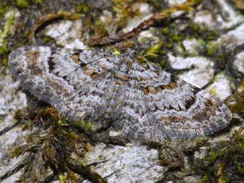 Gymnoscelis rufifasciata Hw. adulte - ©Michel Rauch