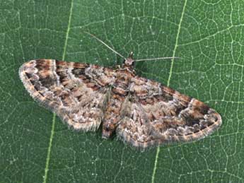 Gymnoscelis rufifasciata Hw. adulte - Philippe Mothiron