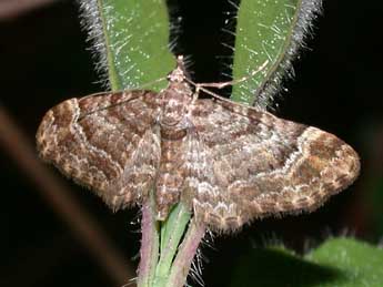 Gymnoscelis rufifasciata Hw. adulte - ©Philippe Mothiron