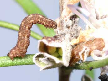  Chenille de Gymnoscelis rufifasciata Hw. - ©Lionel Taurand