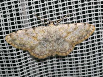 Scopula rufomixtaria Grasl. adulte - ©Jean-Pierre Lamoline